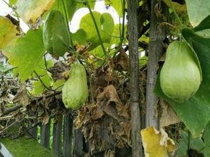 放个耳朵吃瓜,揭秘娱乐圈幕后故事