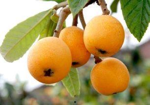 吃瓜吃枇杷说说,探寻夏日消暑美食之旅