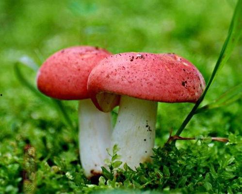 野生菌吃瓜,探寻大自然的馈赠与吃瓜乐趣