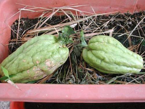 芝麻鸽子可以吃瓜,瓜果共享的和谐篇章