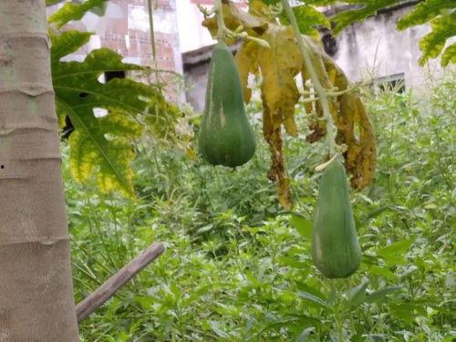 花一村吃瓜,瓜香四溢，共享田园生活乐趣