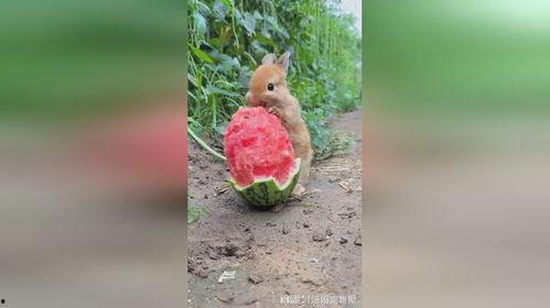 兔子吃丰收瓜吗,丰收瓜园里的兔子美食之旅