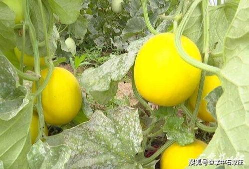 石家庄吃瓜网,揭秘本地美食圈，带你畅游味蕾盛宴