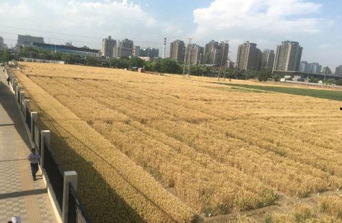 保定清苑吃瓜事件,一场网络热议背后的真相揭秘