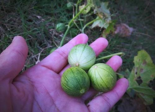 小瓜水果怎么吃,小瓜水果的多彩食法探索
