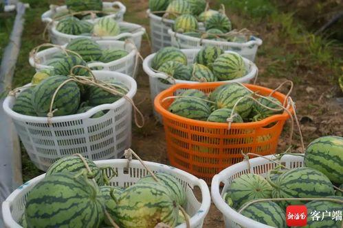 安全吃瓜基地,守护舌尖上的安全之旅