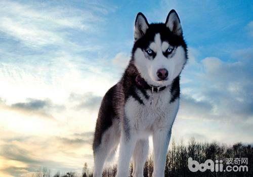 哈士奇吃瓜掉河里,瓜田里的“落水狗”