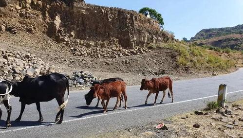 在韩国边境吃瓜,一场跨国边境的趣味观察