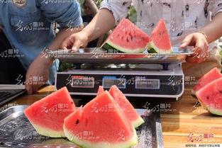 吃瓜山东工业,瓜田里的崛起与蜕变