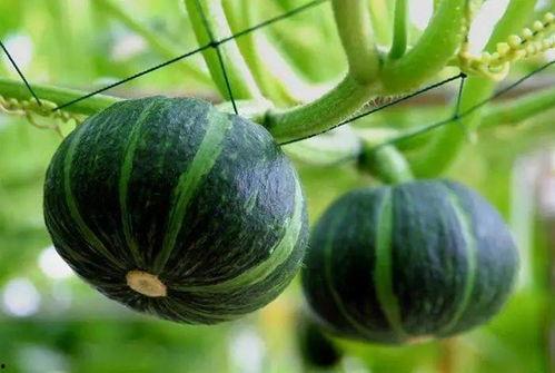 欧亚外事吃瓜,吃瓜群众视角下的国际关系变迁