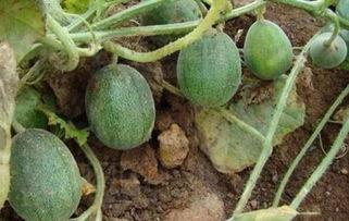 在线网友吃瓜,娱乐圈最新瓜料，揭秘明星幕后故事