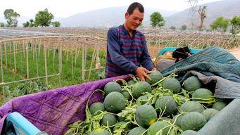 纺织城吃瓜,探寻民间美食风情