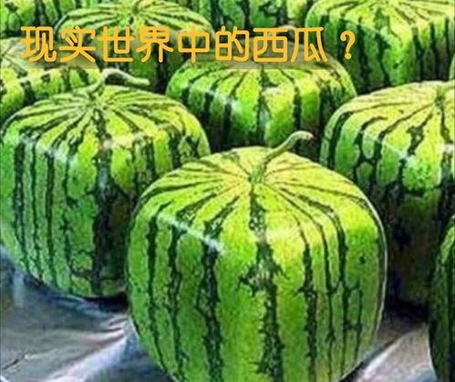 mc的吃瓜,揭秘虚拟世界的娱乐盛宴