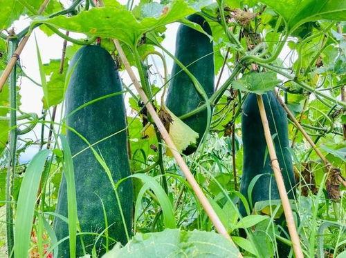 2024最劲爆的吃瓜,揭秘娱乐圈风云变幻