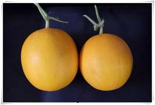 前刘村吃瓜,欢声笑语共度炎炎夏日