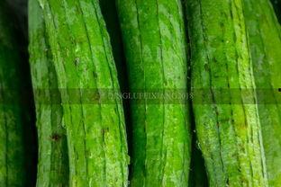 殿堂点唱吃瓜,揭秘吃瓜群众的狂欢盛宴