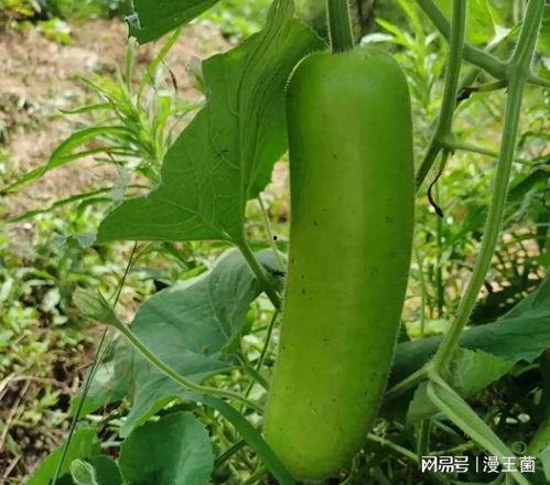 开森吃瓜视频,揭秘娱乐圈幕后故事，带你领略明星真实生活