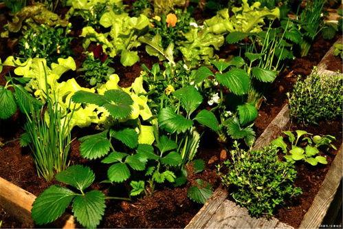 春天吃瓜的季节,解锁春季美味瓜果盛宴