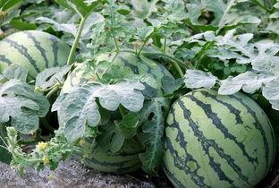 鉴定博主吃瓜,揭秘博主吃瓜背后的真相与趣味