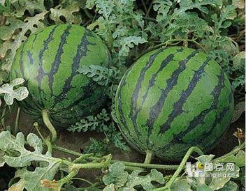 吃瓜长胖么,吃瓜也能长胖？揭秘瓜果热量与体重管理之谜