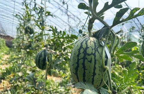 静海台头瓜怎么吃,静海台头瓜的多样食法探索